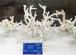 说明:L:\云顶8588yd宣传片素材\2016微信公众号推送文件\照片\南海珊瑚礁生物标本馆以及部分科考展品-2.jpg